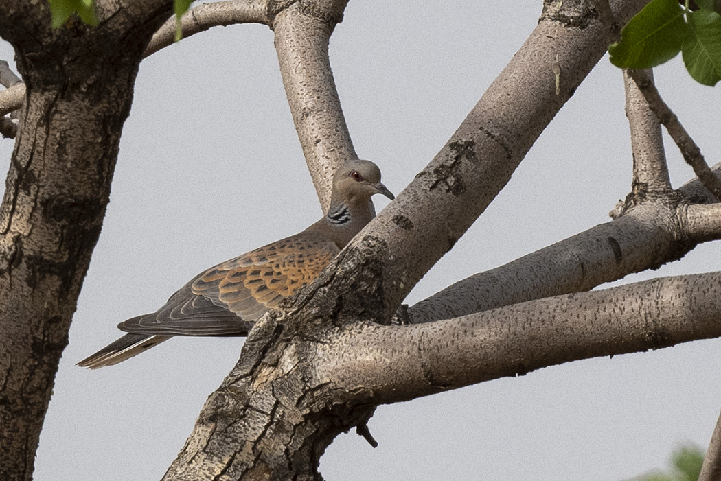 European Turtle-Dove